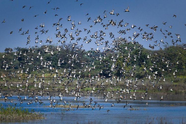 कोपरा जलाशय को राज्य का पहला रामसर साइट घोषित किया जाना छत्तीसगढ़ के लिए गर्व का क्षण: मुख्यमंत्री श्री विष्णु देव साय