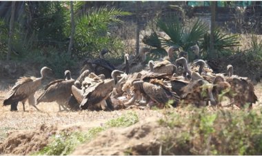 गिद्ध संरक्षण में छत्तीसगढ़ की नई उड़ान ,इंद्रावती टाइगर रिजर्व बना देश का मॉडल