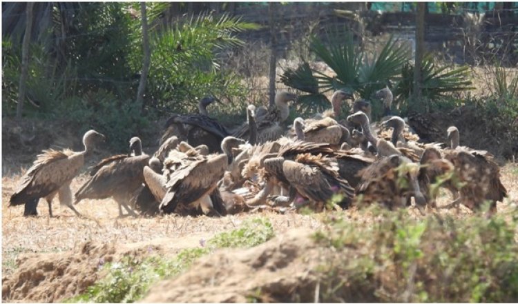 गिद्ध संरक्षण में छत्तीसगढ़ की नई उड़ान ,इंद्रावती टाइगर रिजर्व बना देश का मॉडल