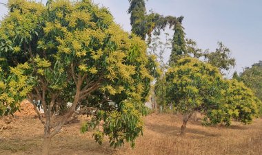 जशपुर की अमराई में आई बौरों की बहार