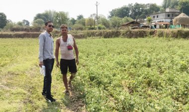 जशपुर: राष्ट्रीय बागवानी मिशन से सशक्त किसान, सुनील भगत को टमाटर उत्पादन से 55 हजार रुपये का शुद्ध लाभ