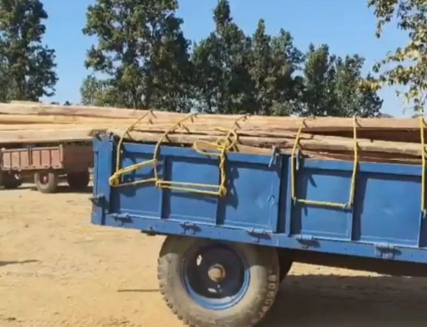 जशपुर : कांसाबेल में एक घर से बरामद हुई अवैध साल लकड़ी, वन विभाग की कार्रवाई से मचा हड़कंप