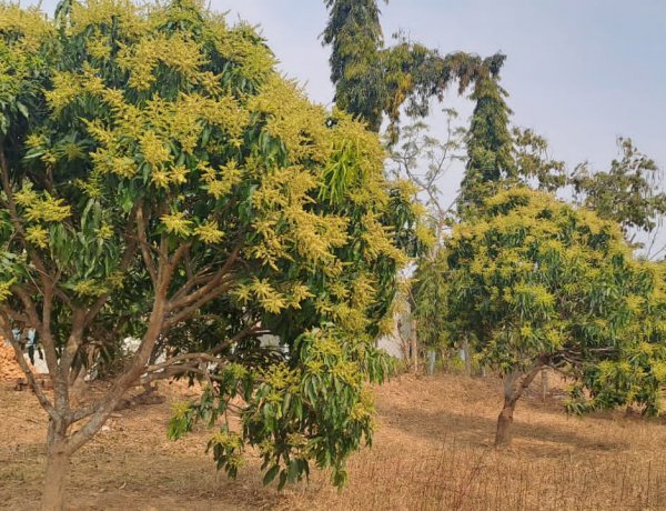 जशपुर की अमराई में आई बौरों की बहार