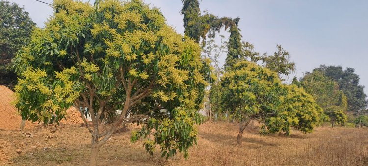 जशपुर की अमराई में आई बौरों की बहार