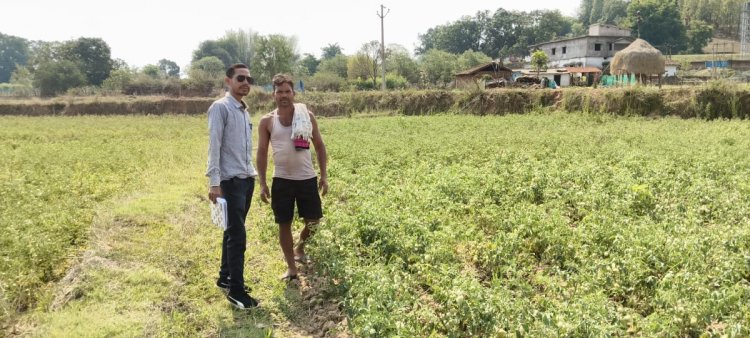 जशपुर: राष्ट्रीय बागवानी मिशन से सशक्त किसान, सुनील भगत को टमाटर उत्पादन से 55 हजार रुपये का शुद्ध लाभ