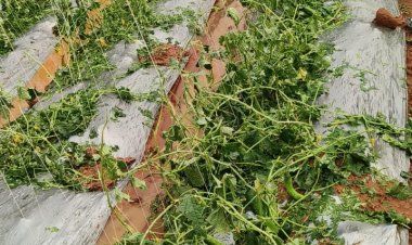 बेमौसम बारिश एवं ओलावृष्टि से फसलों को भारी नुकसान, किसानों को