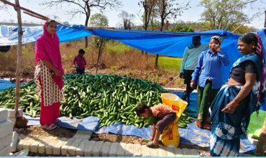 खीरा की खेती ने बदली सुभद्रा की जिंदगी ,बिहान योजना से बनी लखपति दीदी
