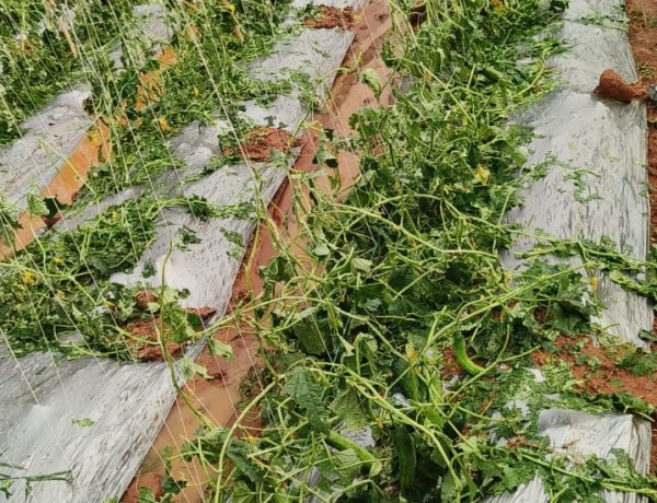 बेमौसम बारिश एवं ओलावृष्टि से फसलों को भारी नुकसान, किसानों को