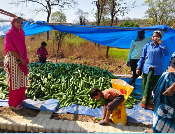 खीरा की खेती ने बदली सुभद्रा की जिंदगी ,बिहान योजना से बनी लखपति दीदी