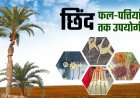 बस्तर की नई वैश्विक पहचान : जंगलों में फेंके जाने वाले छिंद के बीजों से तैयार हुई अनोखी हर्बल कॉफी