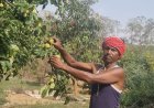 नाशपाती की फसल बनी किसानों के जीवन यापन का महत्वपूर्ण साधन 
