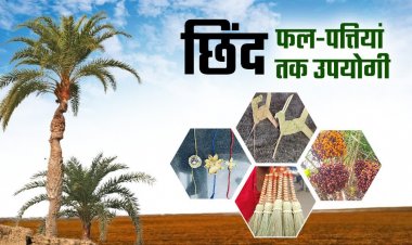बस्तर की नई वैश्विक पहचान : जंगलों में फेंके जाने वाले छिंद के बीजों से तैयार हुई अनोखी हर्बल कॉफी