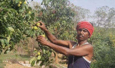 नाशपाती की फसल बनी किसानों के जीवन यापन का महत्वपूर्ण साधन 