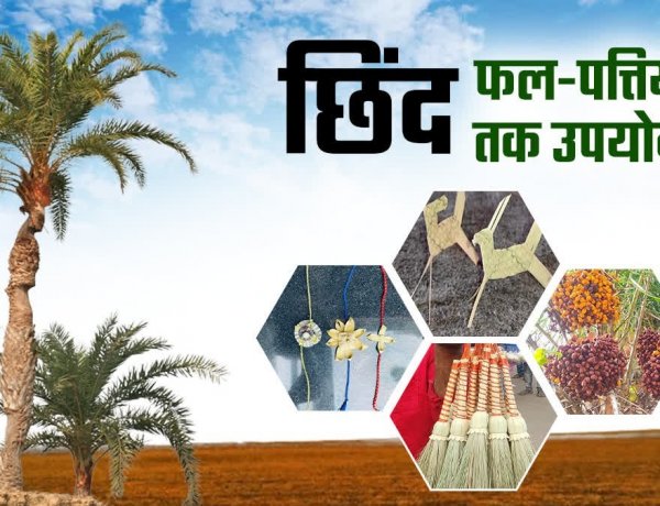 बस्तर की नई वैश्विक पहचान : जंगलों में फेंके जाने वाले छिंद के बीजों से तैयार हुई अनोखी हर्बल कॉफी