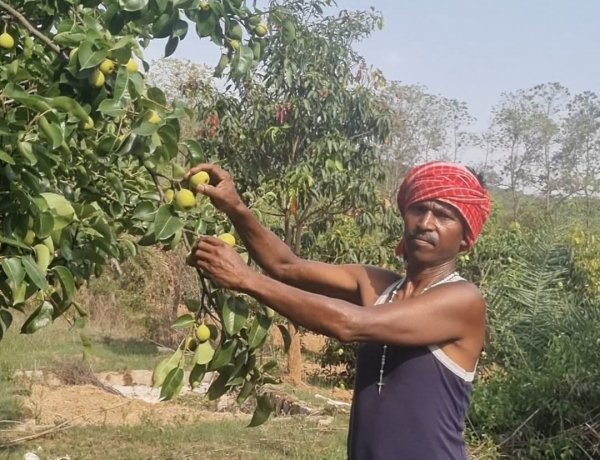 नाशपाती की फसल बनी किसानों के जीवन यापन का महत्वपूर्ण साधन 