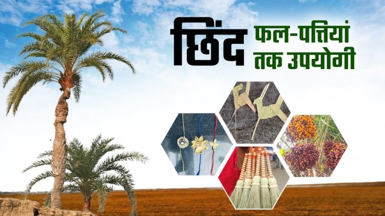 बस्तर की नई वैश्विक पहचान : जंगलों में फेंके जाने वाले छिंद के बीजों से तैयार हुई अनोखी हर्बल कॉफी