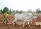 प्रदेश में मानसून के दस्तक के साथ ही खेती-किसानी में तेजी