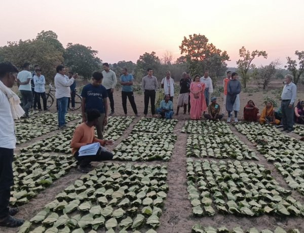 गौरेला-पेंड्रा-मरवाही: 10,160 तेन्दूपत्ता संग्राहकों के खातों में पहुँची 1.39 करोड़ रुपये से अधिक की बोनस राशि