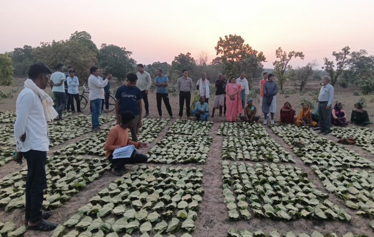 गौरेला-पेंड्रा-मरवाही: 10,160 तेन्दूपत्ता संग्राहकों के खातों में पहुँची 1.39 करोड़ रुपये से अधिक की बोनस राशि