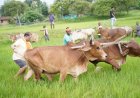 जशपुर: अपनी माटी और खेती-किसानी से मुख्यमंत्री विष्णु देव साय का आत्मीय जुड़ाव, बैलों के साथ खेत में उतरकर की बियासी