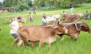 जशपुर: अपनी माटी और खेती-किसानी से मुख्यमंत्री विष्णु देव साय का आत्मीय जुड़ाव, बैलों के साथ खेत में उतरकर की बियासी