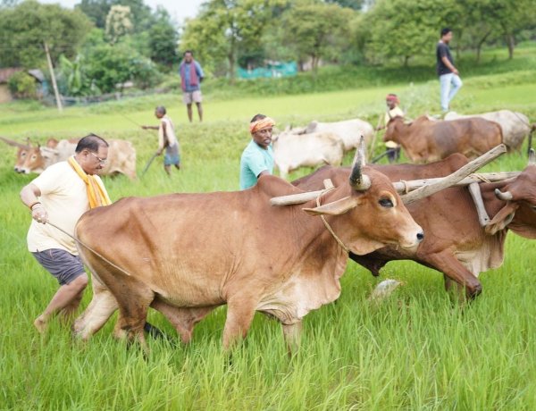 जशपुर: अपनी माटी और खेती-किसानी से मुख्यमंत्री विष्णु देव साय का आत्मीय जुड़ाव, बैलों के साथ खेत में उतरकर की बियासी