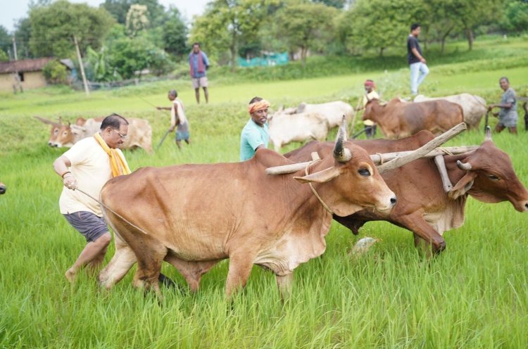 जशपुर: अपनी माटी और खेती-किसानी से मुख्यमंत्री विष्णु देव साय का आत्मीय जुड़ाव, बैलों के साथ खेत में उतरकर की बियासी