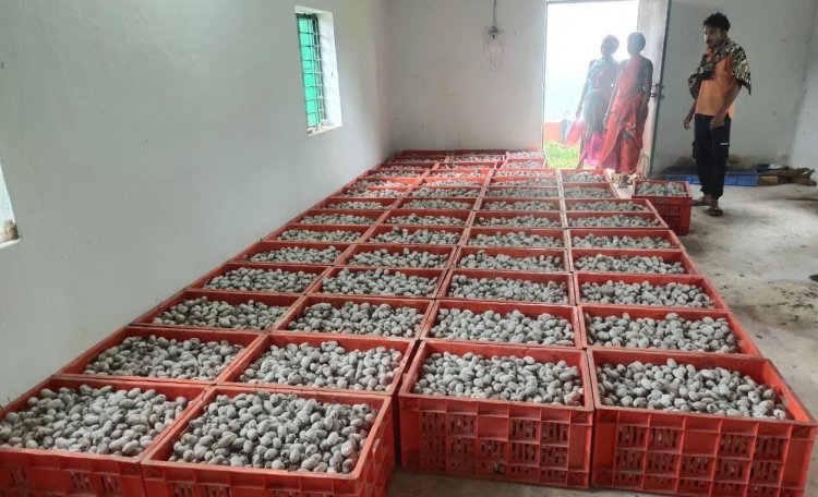 रायपुर : विशेष लेख : वनांचल में रेशम की चमक ,नारायणपुर में टसर योजना से संवर रही ग्रामीणों की तकदीर