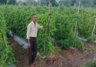 रायपुर : करेले की उन्नत खेती ने बदली किसान नारायण प्रसाद वर्मा की तकदीर, प्रति एकड़ 1.07 लाख रुपये का शुद्ध लाभ