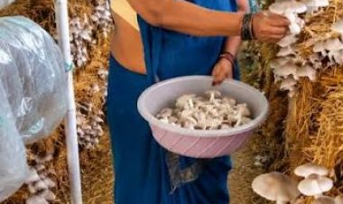 सारंगढ़-बिलाईगढ़ : खेतों से मशरूम उत्पादन तक मिथिला दीदी ने लिखी आत्मनिर्भरता की नई कहानी, अब हर महीने कमा रहीं 50 हजार रुपए