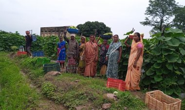 सारंगढ़-बिलाईगढ़ : बिहान से बदली 35 महिला किसानों की राह, 600 क्विंटल सब्जी उगाकर कमाए 6 लाख रुपए