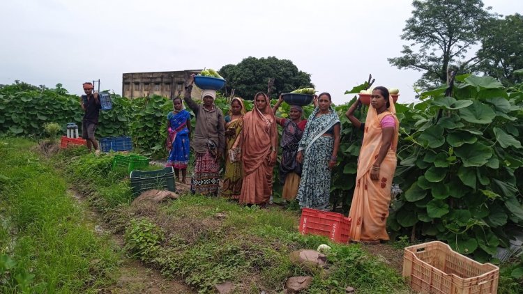 सारंगढ़-बिलाईगढ़ : बिहान से बदली 35 महिला किसानों की राह, 600 क्विंटल सब्जी उगाकर कमाए 6 लाख रुपए
