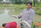 55 महिलाएं सीएसआर के सहयोग से मत्स्य उत्पादन से जुड़ीं